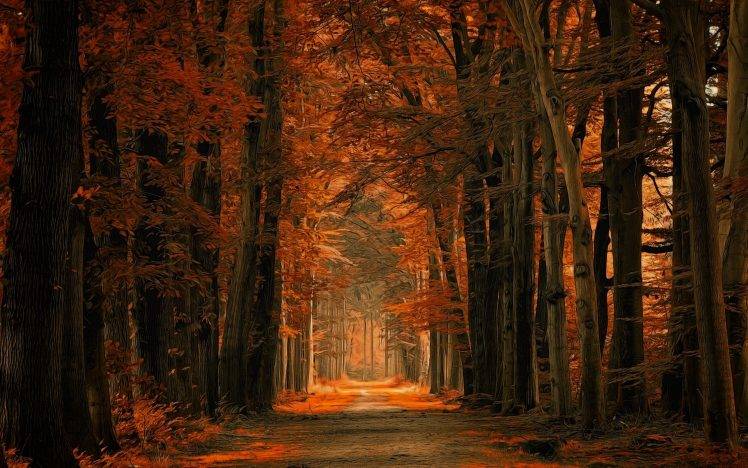 nature, Landscape, Fall, Dirt Road, Forest, Path, Leaves, Trees, Netherlands, Amber, Sunlight HD Wallpaper Desktop Background