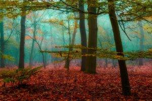 magic, Forest, Mist, Nature, Leaves, Wood, Sunrise, Landscape, Trees, Fall, Sunlight