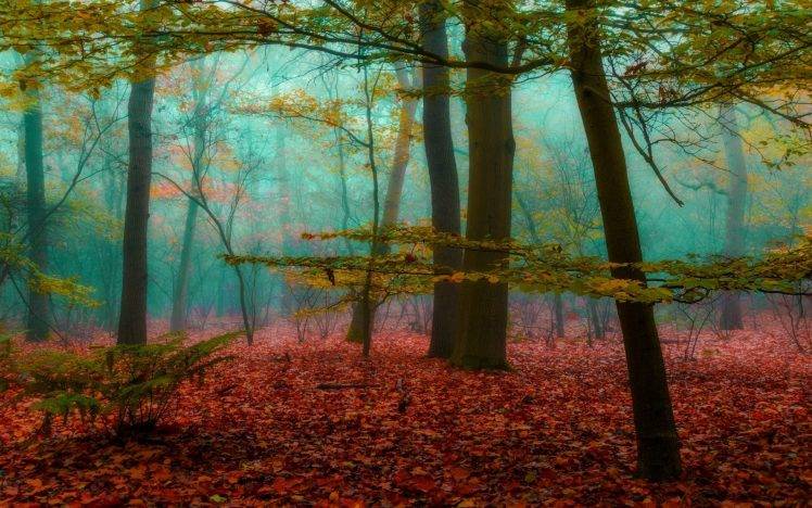 magic, Forest, Mist, Nature, Leaves, Wood, Sunrise, Landscape, Trees, Fall, Sunlight HD Wallpaper Desktop Background