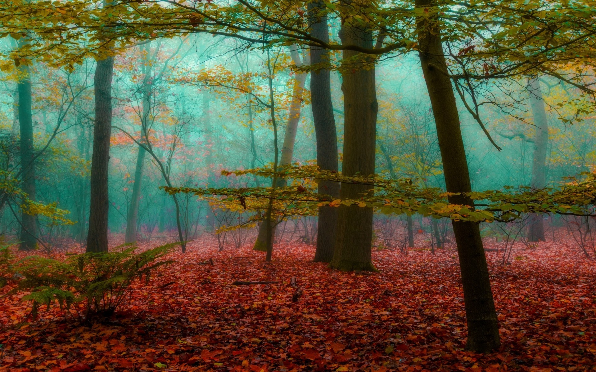 magic, Forest, Mist, Nature, Leaves, Wood, Sunrise, Landscape, Trees, Fall, Sunlight Wallpaper