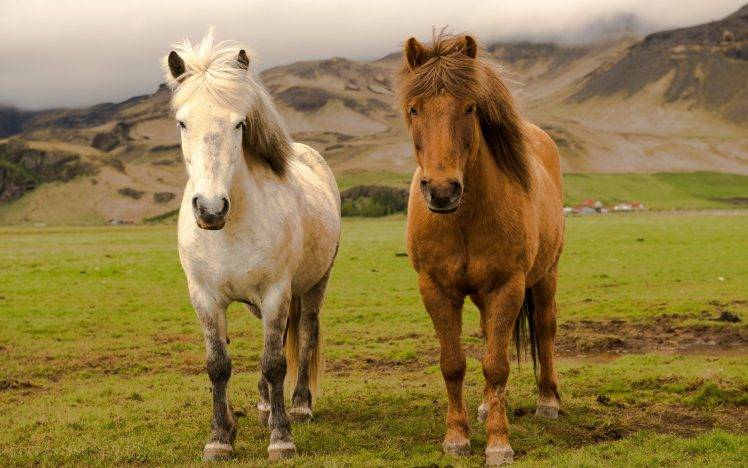 animals, Nature, Horse HD Wallpaper Desktop Background