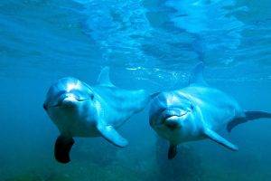 animals, Nature, Dolphin, Underwater, Blue, Sea, Water