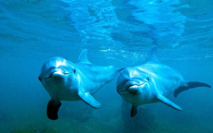 animals, Nature, Dolphin, Underwater, Blue, Sea, Water HD Wallpaper Desktop Background