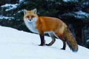 animals, Nature, Fox, Wildlife, Snow