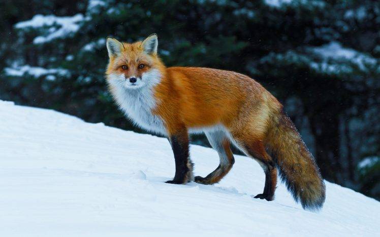 animals, Nature, Fox, Wildlife, Snow HD Wallpaper Desktop Background