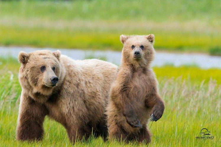 animals, Nature, Bears HD Wallpaper Desktop Background
