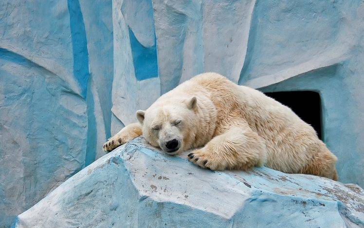 animals, Nature, Polar Bears HD Wallpaper Desktop Background