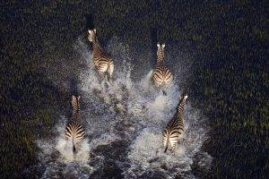 animals, Nature, Zebras