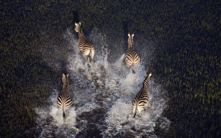 animals, Nature, Zebras HD Wallpaper Desktop Background