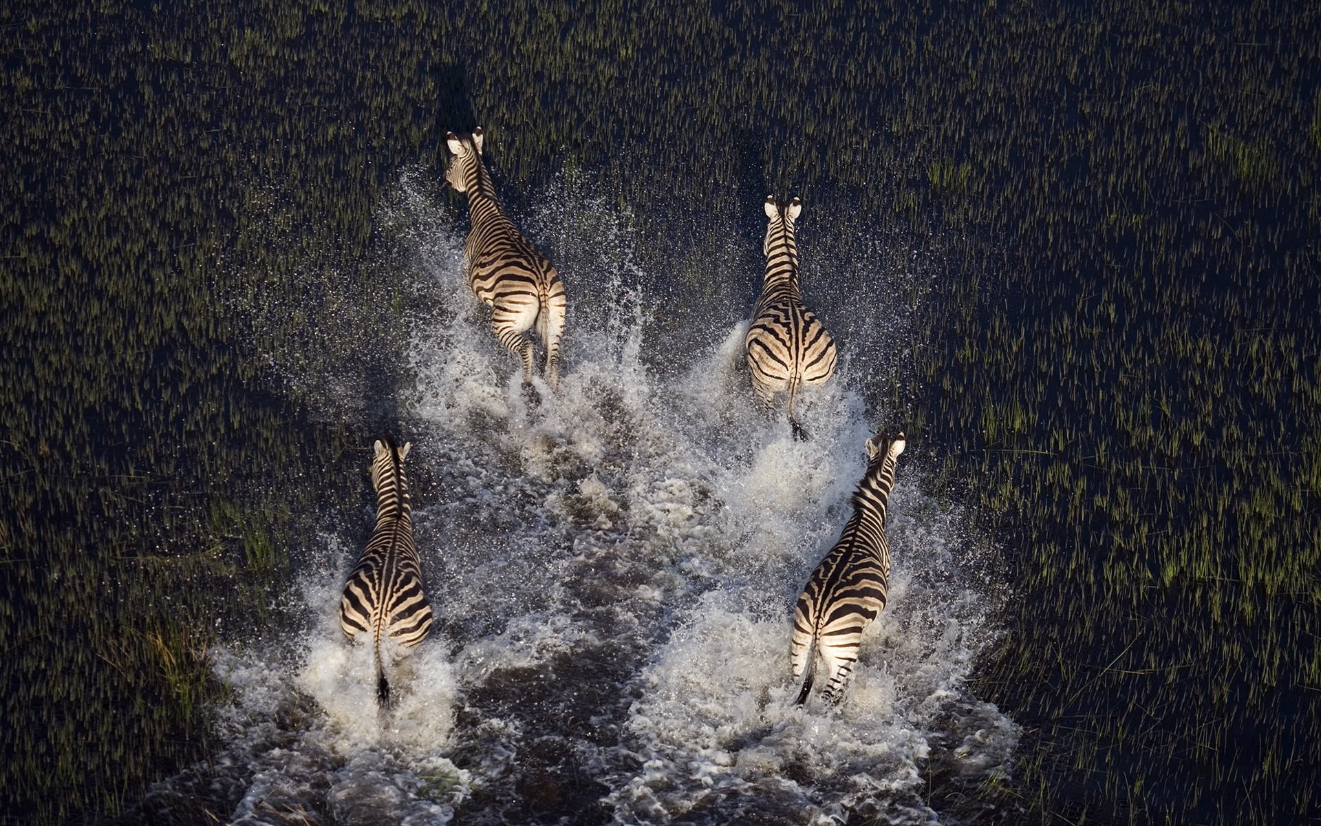 animals, Nature, Zebras Wallpaper