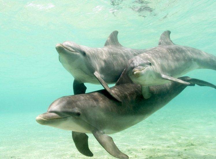 animals, Dolphin HD Wallpaper Desktop Background