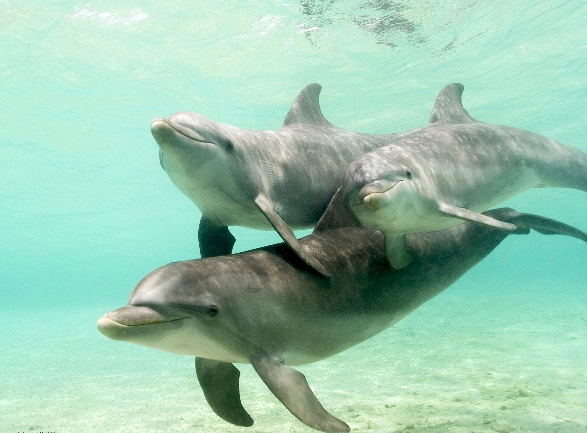 animals, Dolphin Wallpaper