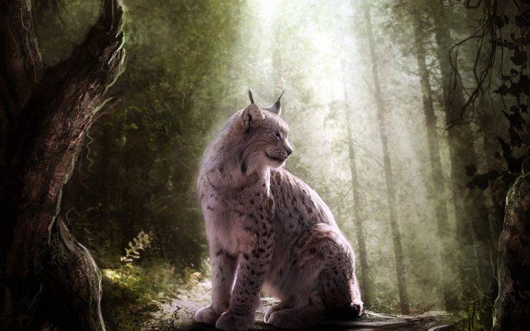 animals, Lynx, Fantasy Art HD Wallpaper Desktop Background