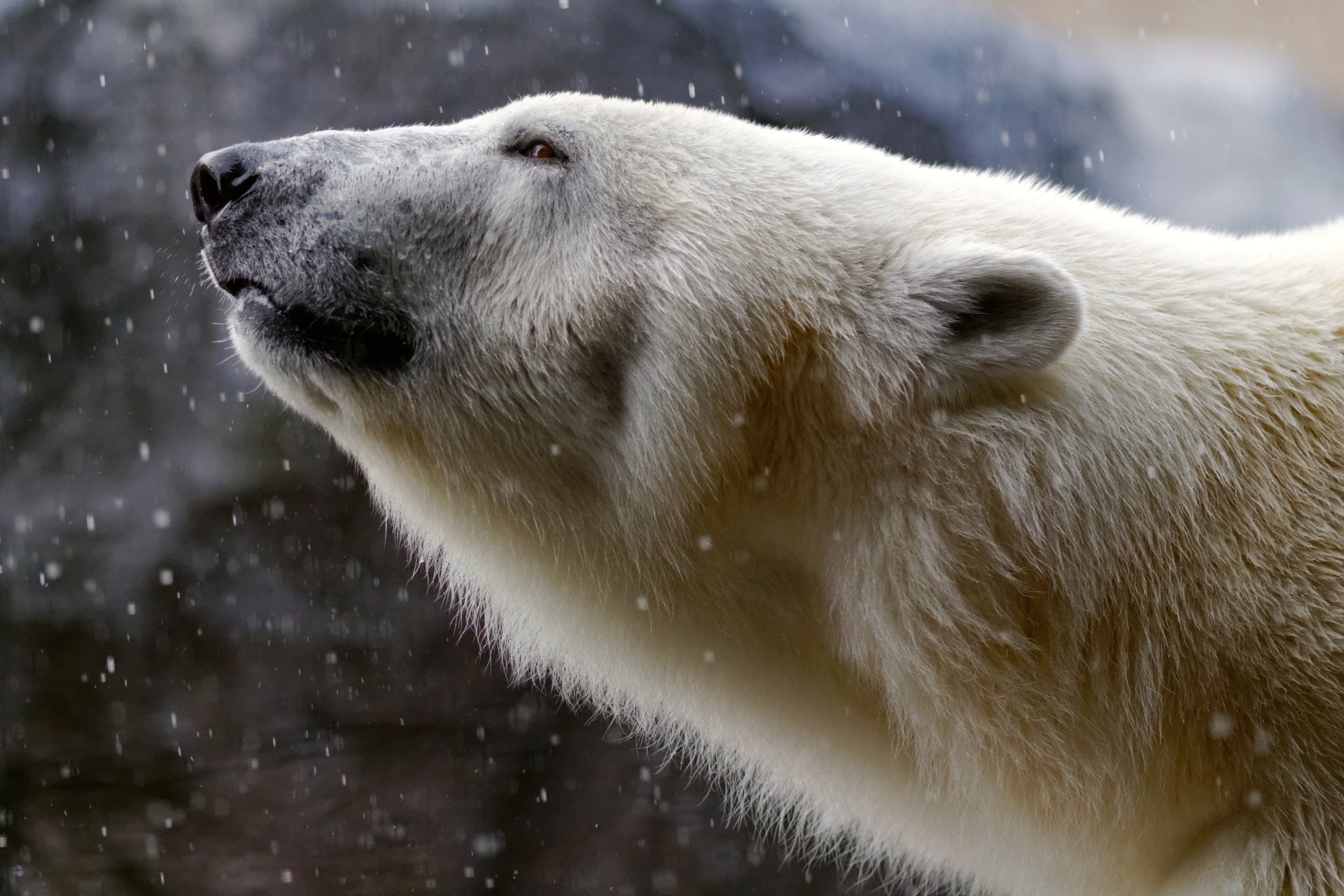 animals, Polar Bears Wallpaper