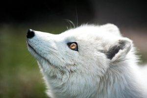 arctic Fox, Animals, Nature, Blurred