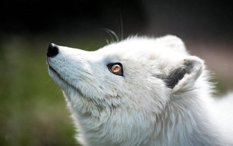arctic Fox, Animals, Nature, Blurred HD Wallpaper Desktop Background