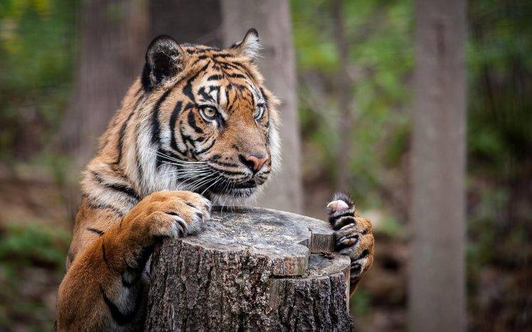 animals, Tiger, Nature, Depth Of Field, Big Cats, Tree Stump HD Wallpaper Desktop Background