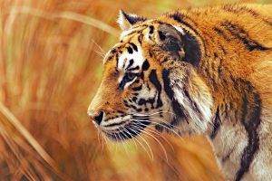 photography, Tiger, Animals, Big Cats