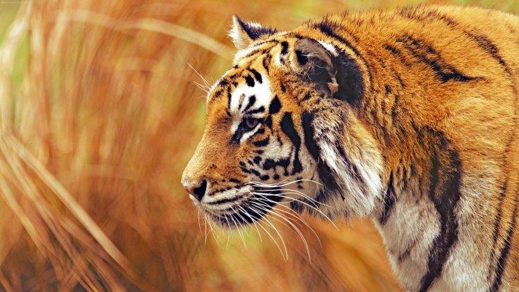 photography, Tiger, Animals, Big Cats HD Wallpaper Desktop Background