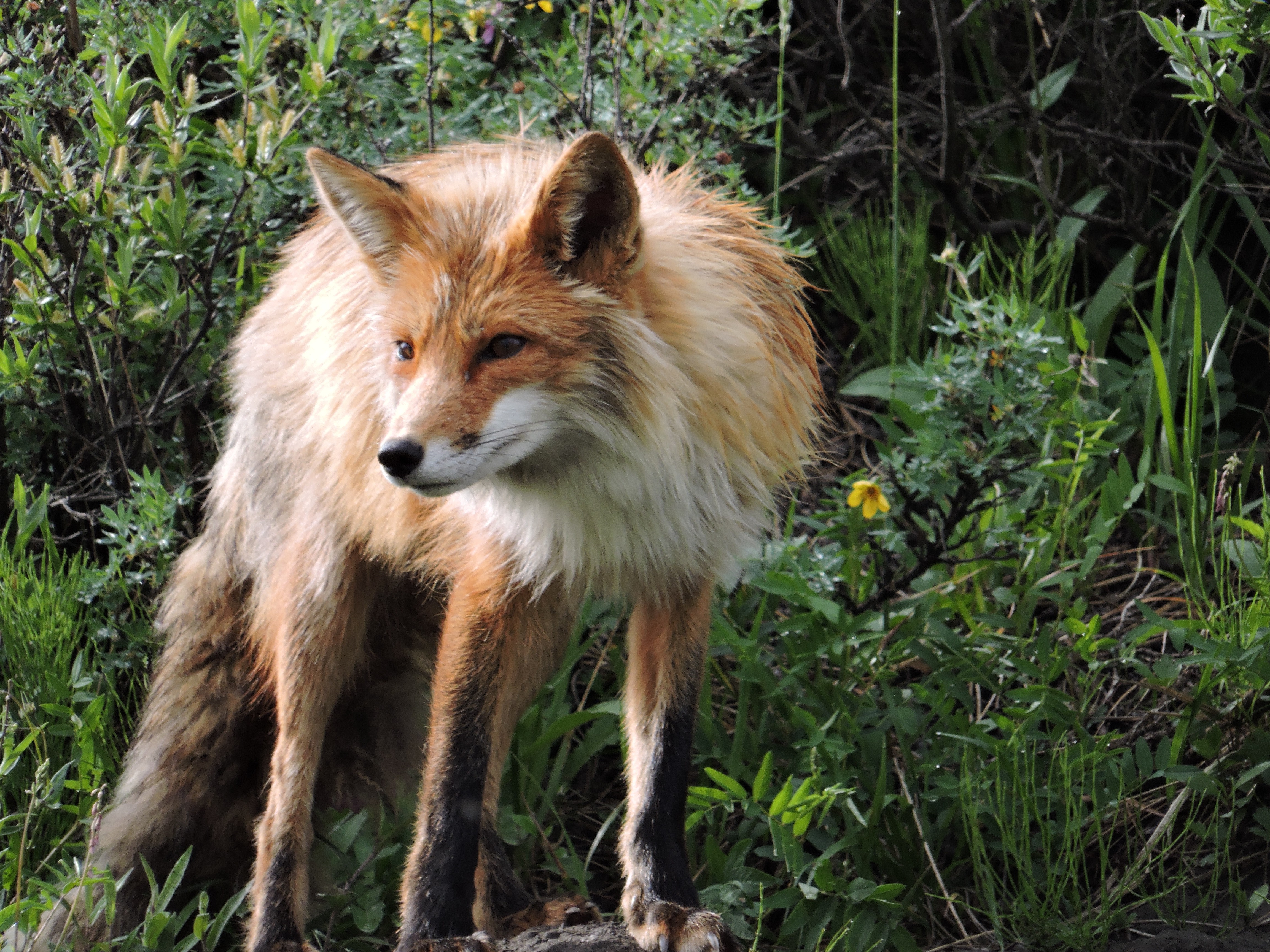 fox, Animals Wallpaper