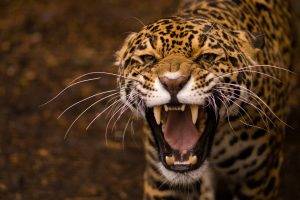 animals, Teeth, Jaguar, Jaguars