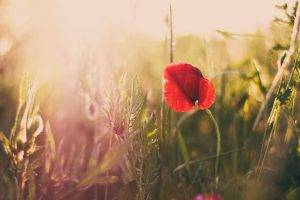 poppies, Flowers, Nature, Sunlight
