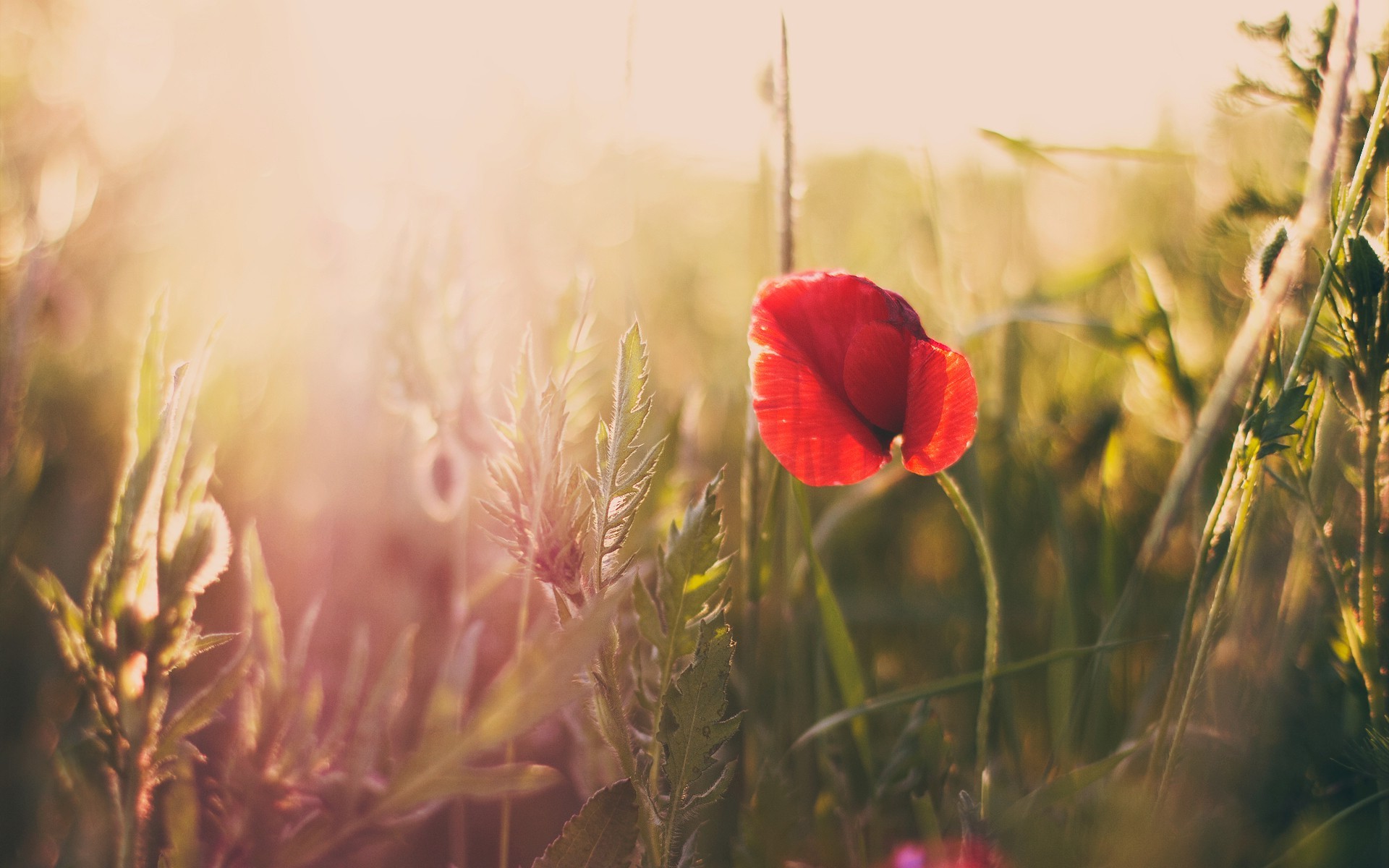 poppies, Flowers, Nature, Sunlight Wallpaper
