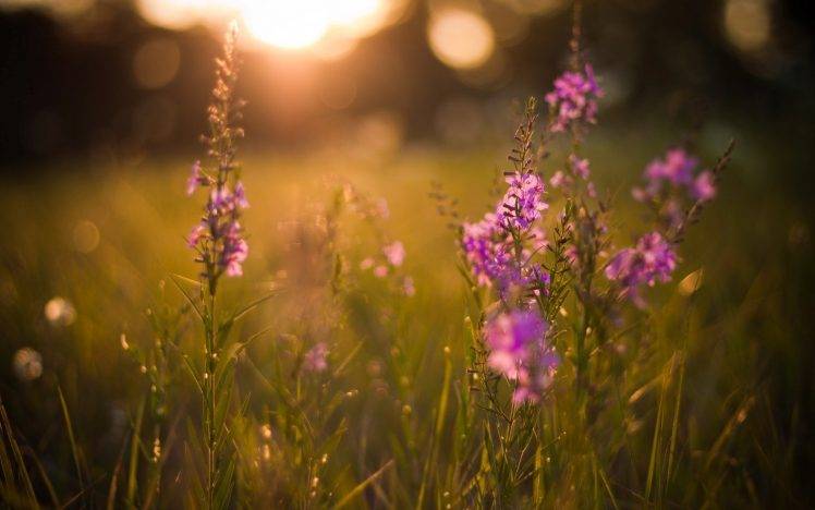 flowers, Purple Flowers, Nature, Bokeh, Grass HD Wallpaper Desktop Background