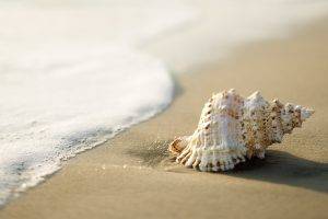 seashells, Beach, Sand, Coast, Nature