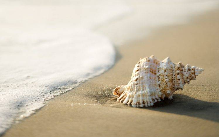 seashells, Beach, Sand, Coast, Nature HD Wallpaper Desktop Background