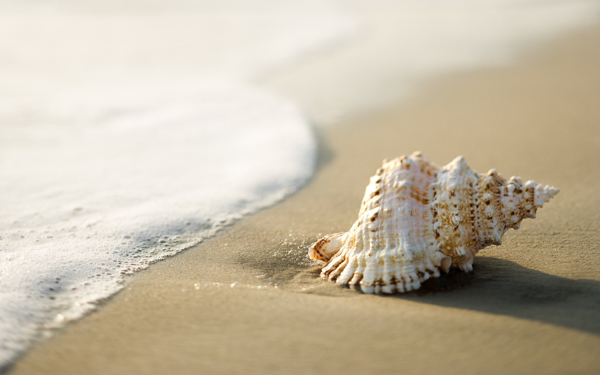 seashells, Beach, Sand, Coast, Nature Wallpapers HD / Desktop and Mobile  Backgrounds