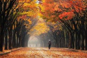 nature, Landscape, Colorful, Leaves, Street, South Korea, Park, Trees, Mist, People, Fall, Tunnel