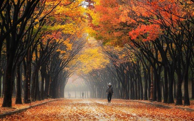 nature, Landscape, Colorful, Leaves, Street, South Korea, Park, Trees, Mist, People, Fall, Tunnel HD Wallpaper Desktop Background