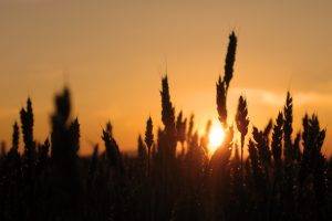 spikelets, Sunlight, Silhouette, Nature