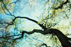 depth Of Field, Worms Eye View, Trees, Nature, Twigs