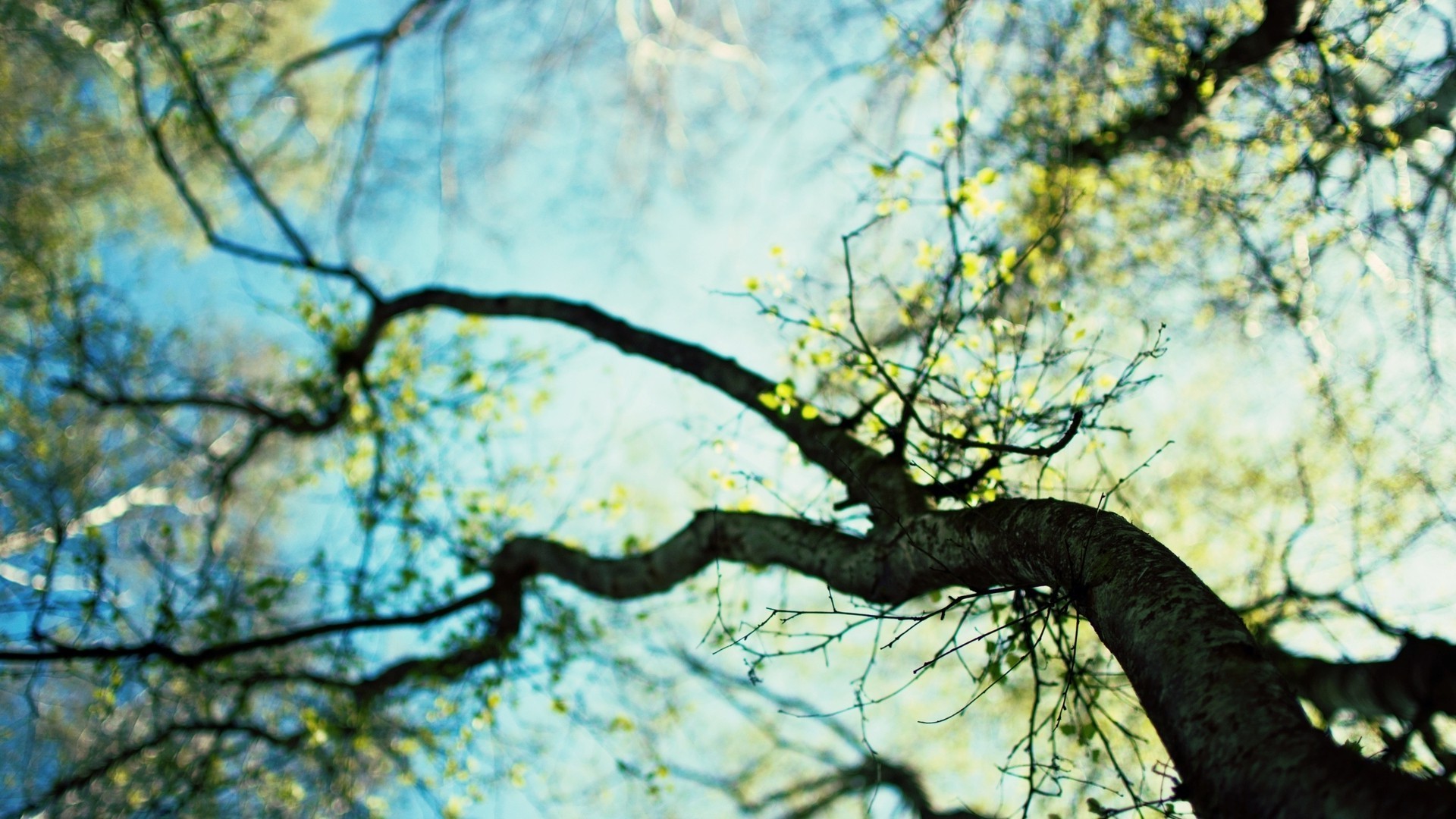 depth Of Field, Worms Eye View, Trees, Nature, Twigs Wallpaper