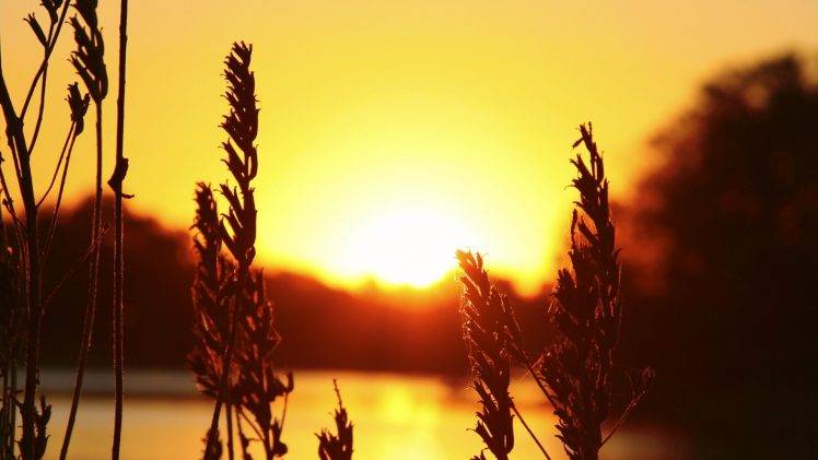 sunlight, Spikelets, Silhouette, Sunset, Nature HD Wallpaper Desktop Background