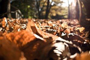 leaves, Nature, Closeup, Fall, Worms Eye View, Sunlight