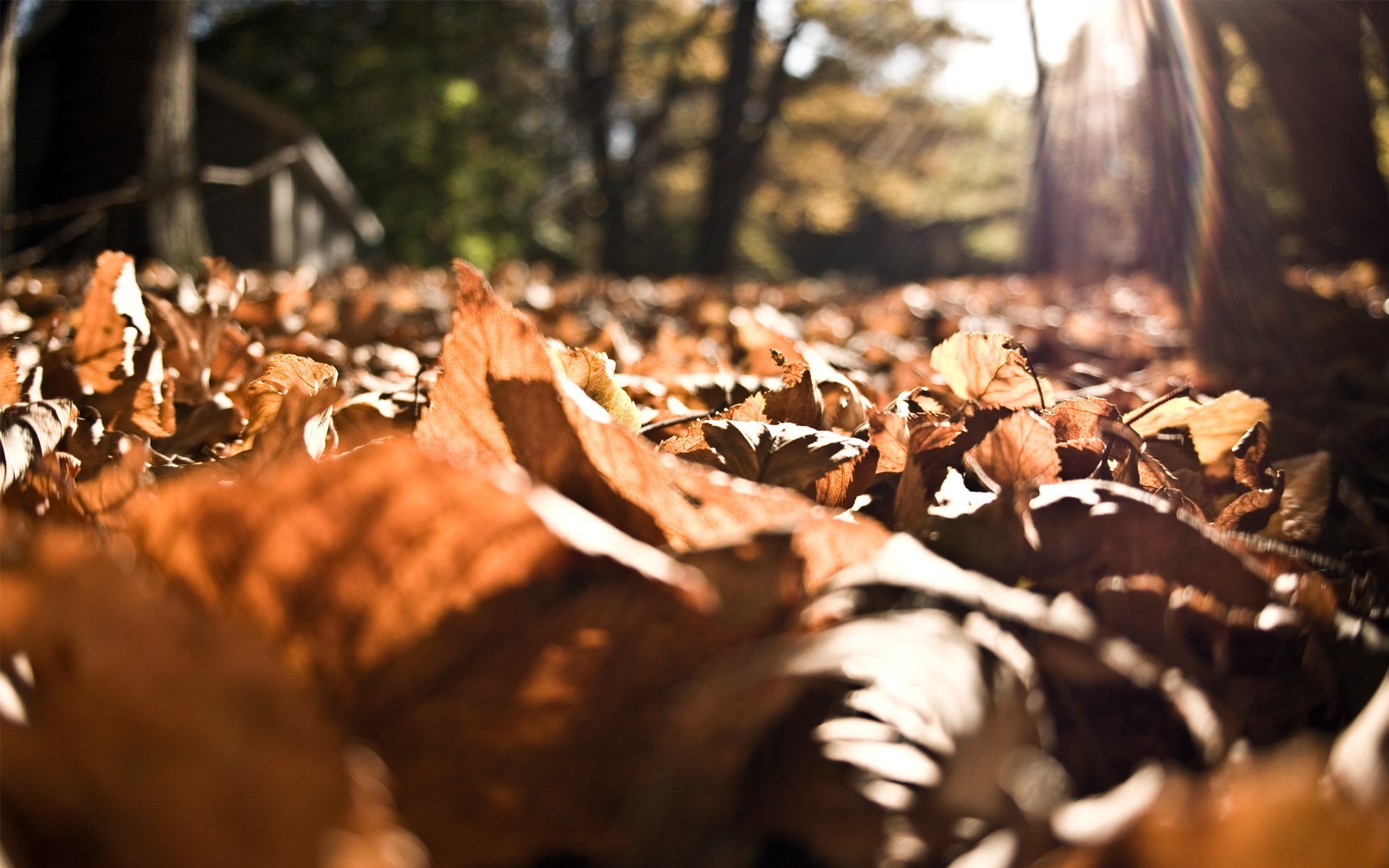 leaves, Nature, Closeup, Fall, Worms Eye View, Sunlight Wallpaper