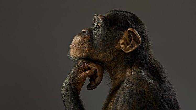 animals, Chimpanzees, Monkeys HD Wallpaper Desktop Background
