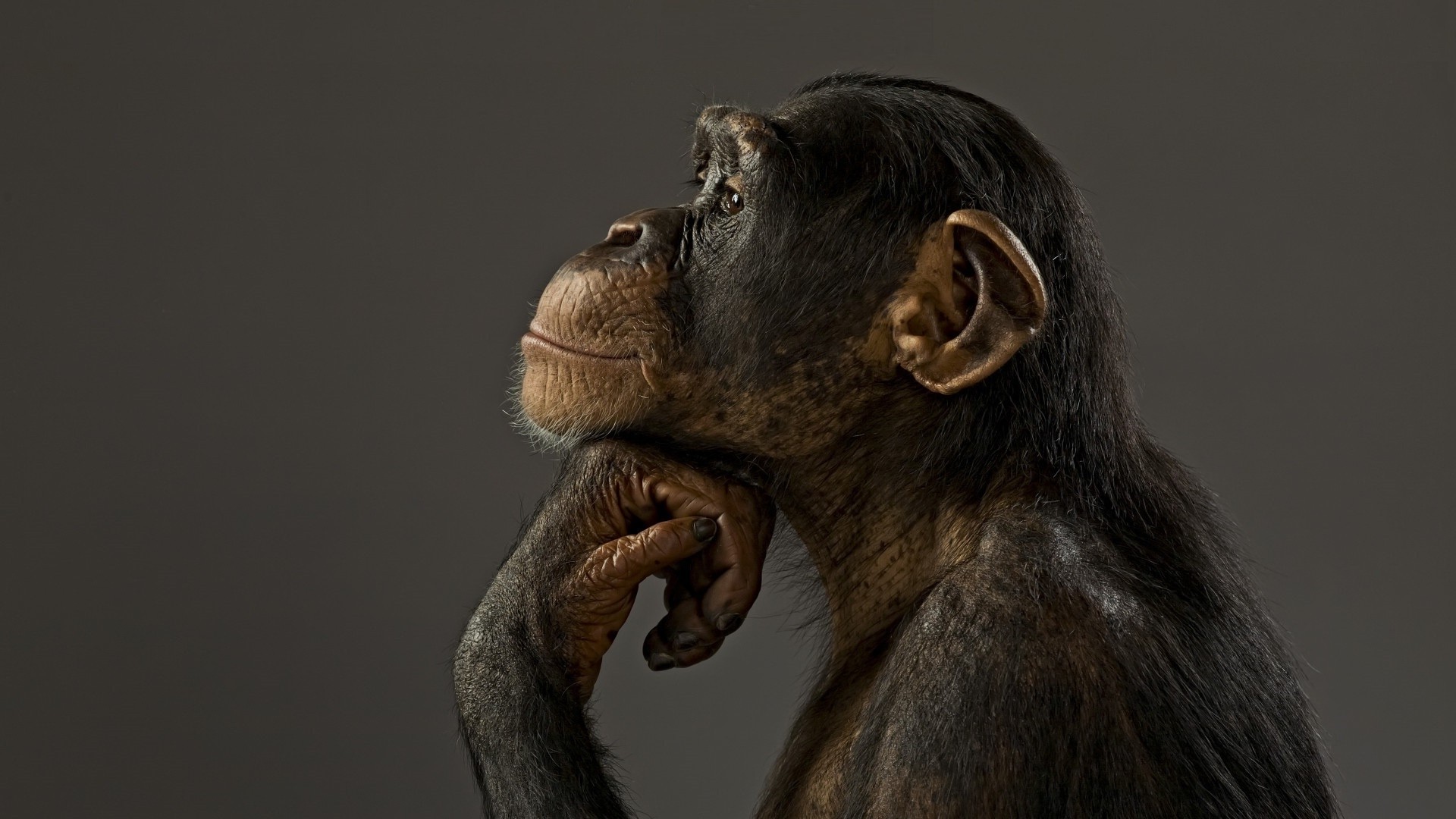 animals, Chimpanzees, Monkeys Wallpaper