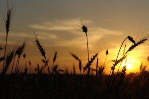 sunlight, Sunset, Wheat, Silhouette, Nature