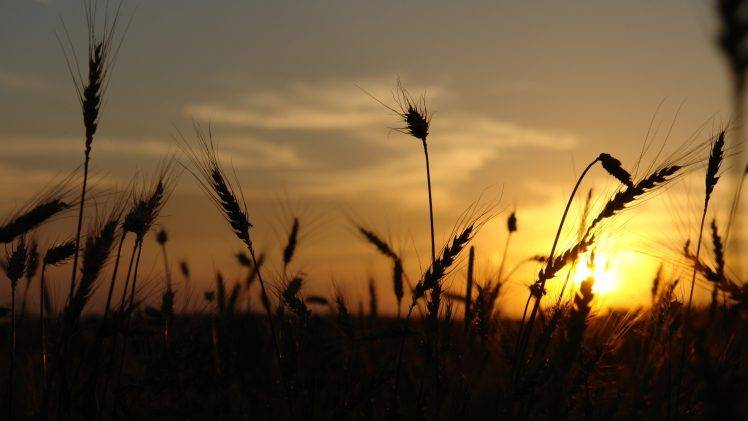 sunlight, Sunset, Wheat, Silhouette, Nature HD Wallpaper Desktop Background