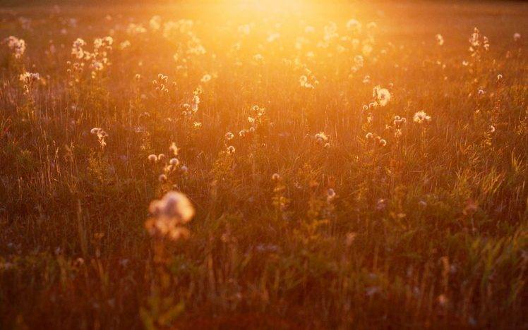 sunlight, Flowers, Nature HD Wallpaper Desktop Background