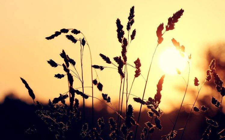 sunset, Silhouette, Spikelets, Nature, Sunlight HD Wallpaper Desktop Background