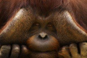 orangutans, Animals, Monkeys