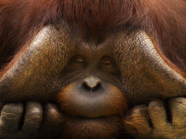 orangutans, Animals, Monkeys HD Wallpaper Desktop Background