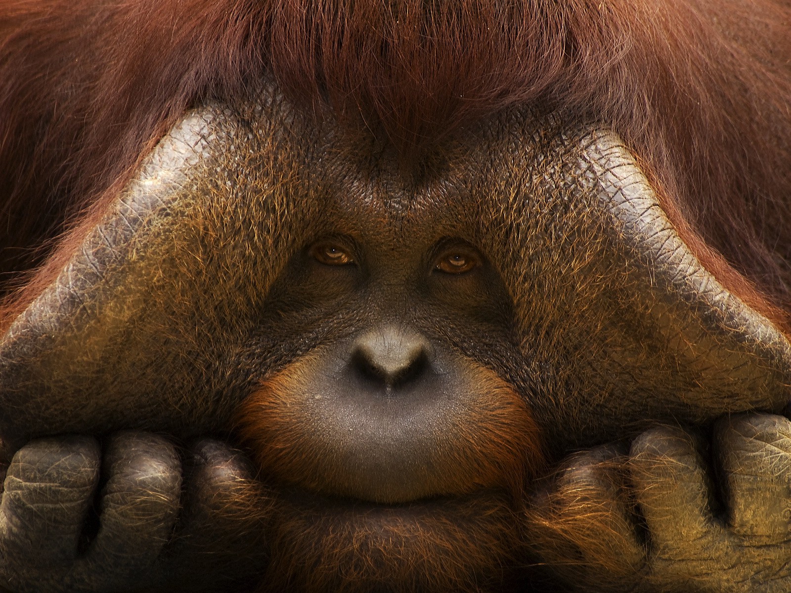 orangutans Animals  Monkeys Wallpapers HD Desktop and 