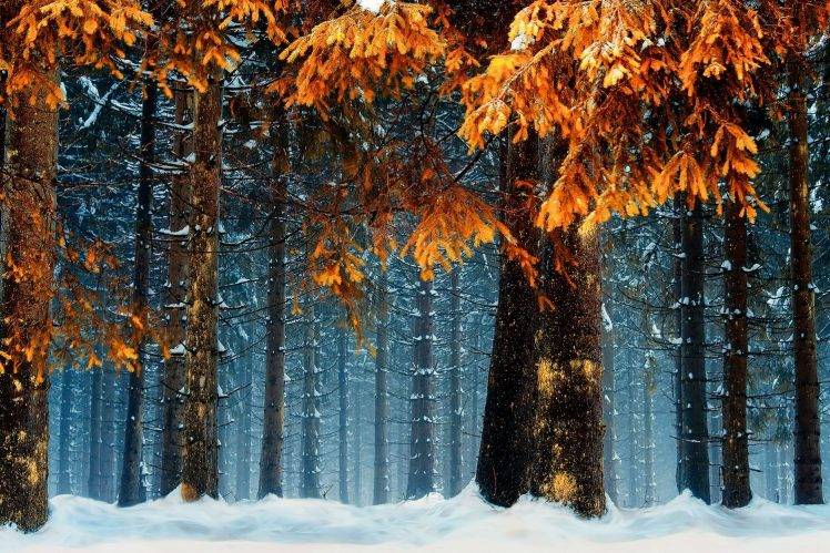 snow, Forest, Cold, Orange, Germany, Nature, Landscape, Trees, Blue, Leaves, Winter, White HD Wallpaper Desktop Background