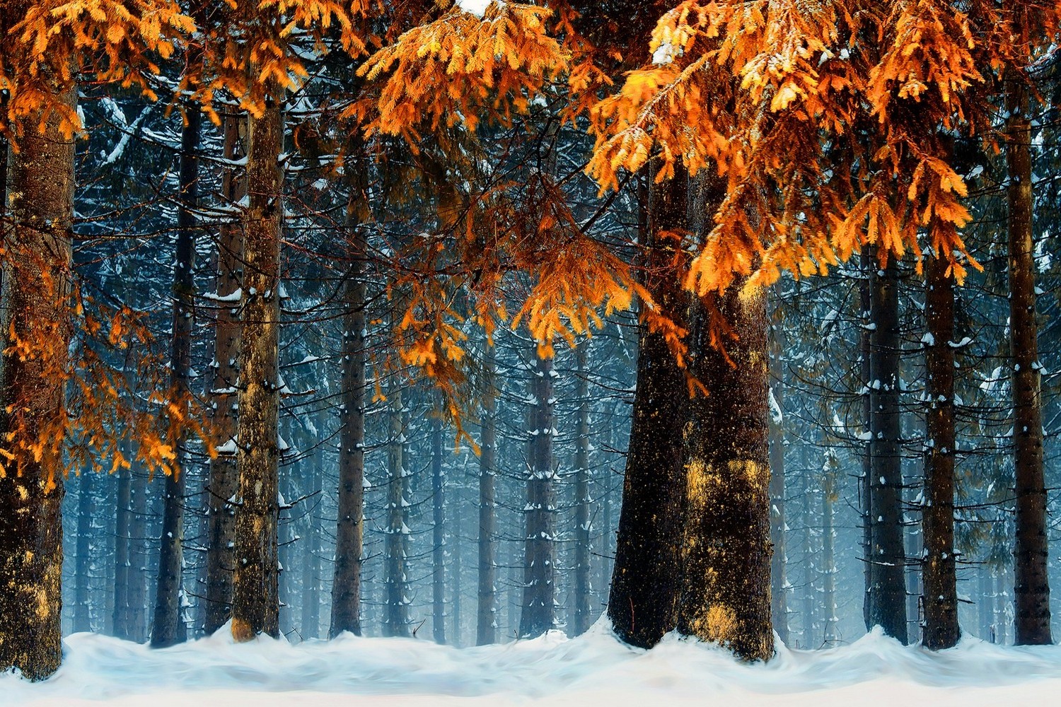 snow, Forest, Cold, Orange, Germany, Nature, Landscape, Trees, Blue, Leaves, Winter, White Wallpaper